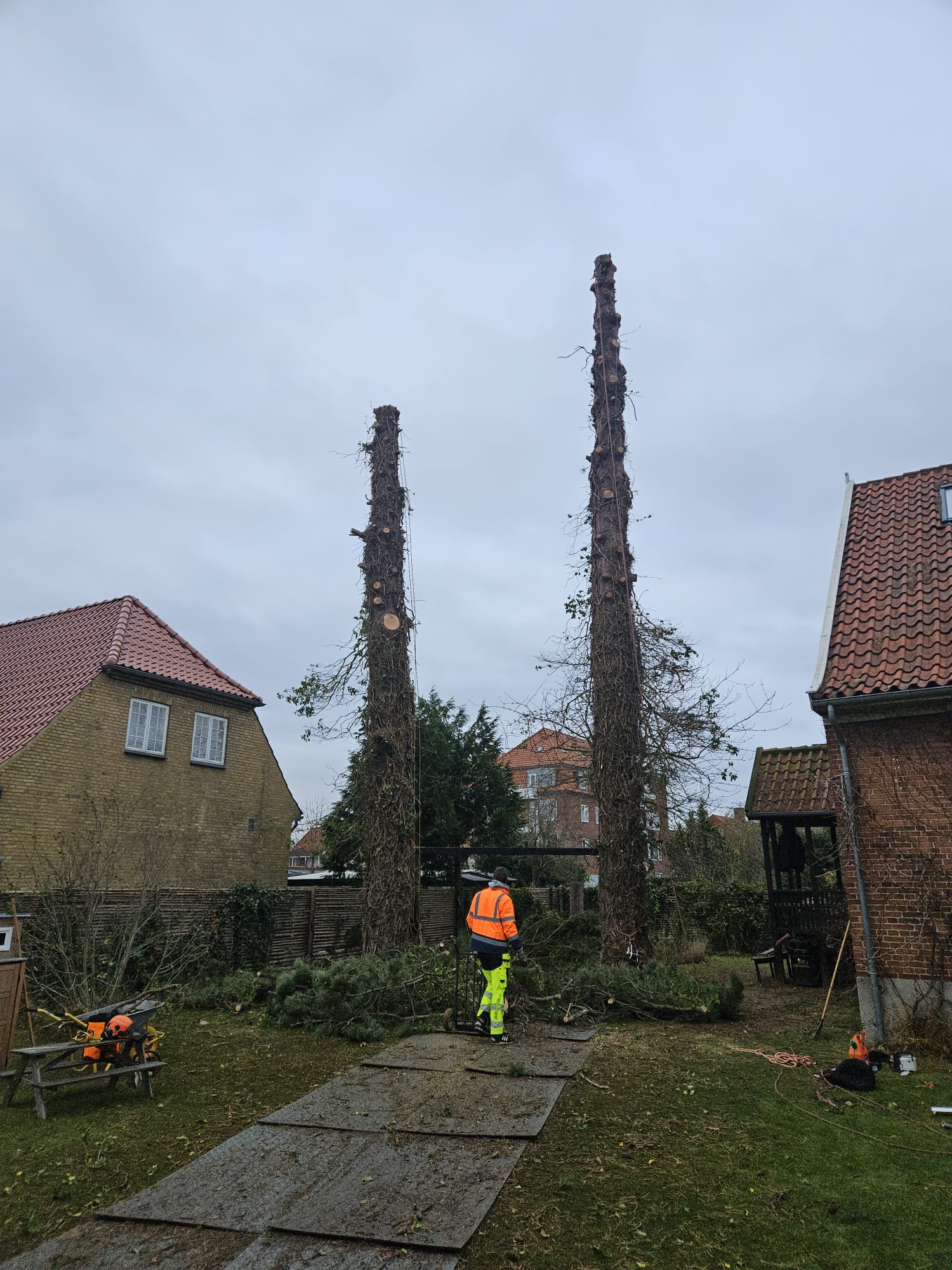 Træpleje Projekt 1