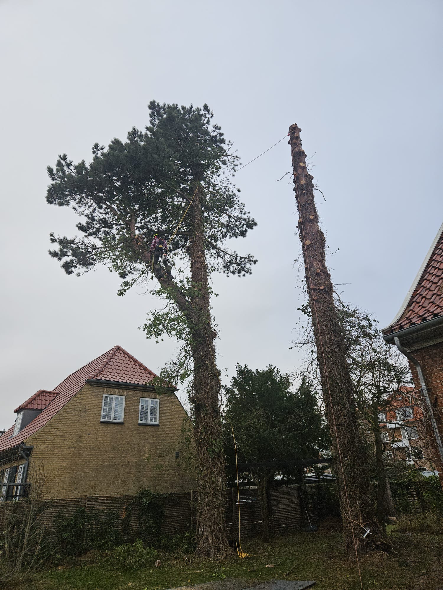 Træpleje Projekt 2