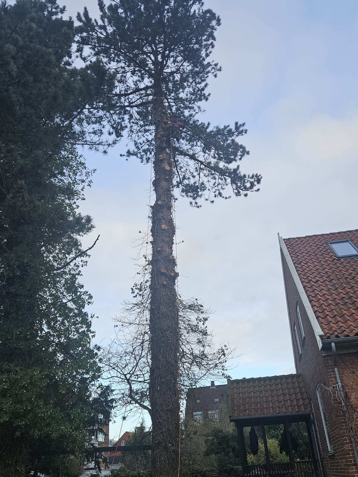 Træpleje Projekt 3