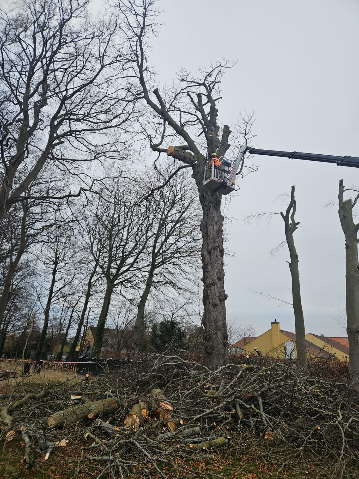 Træpleje Projekt 4