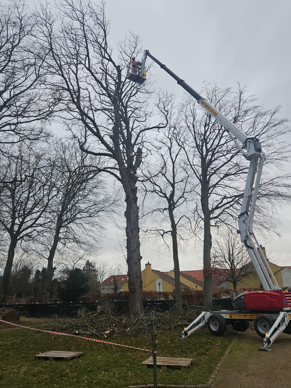 Træpleje Projekt 5