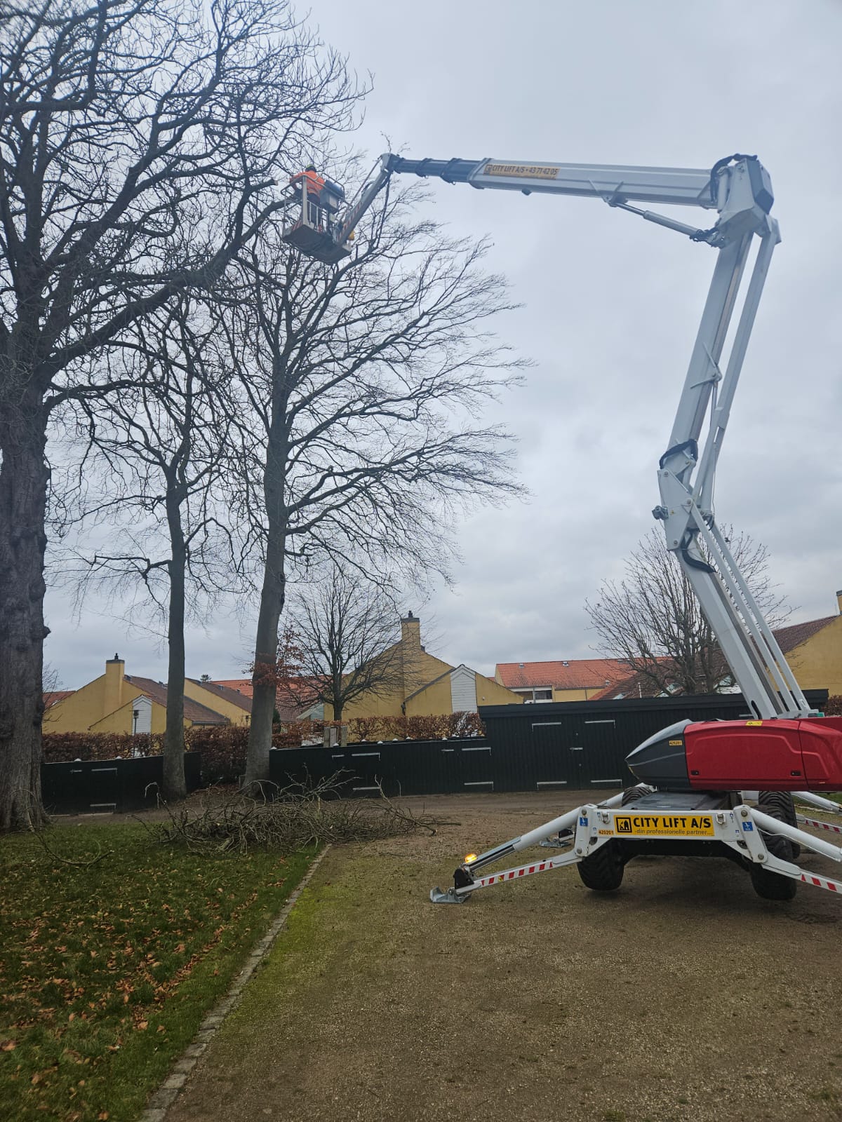 Træpleje Projekt 5