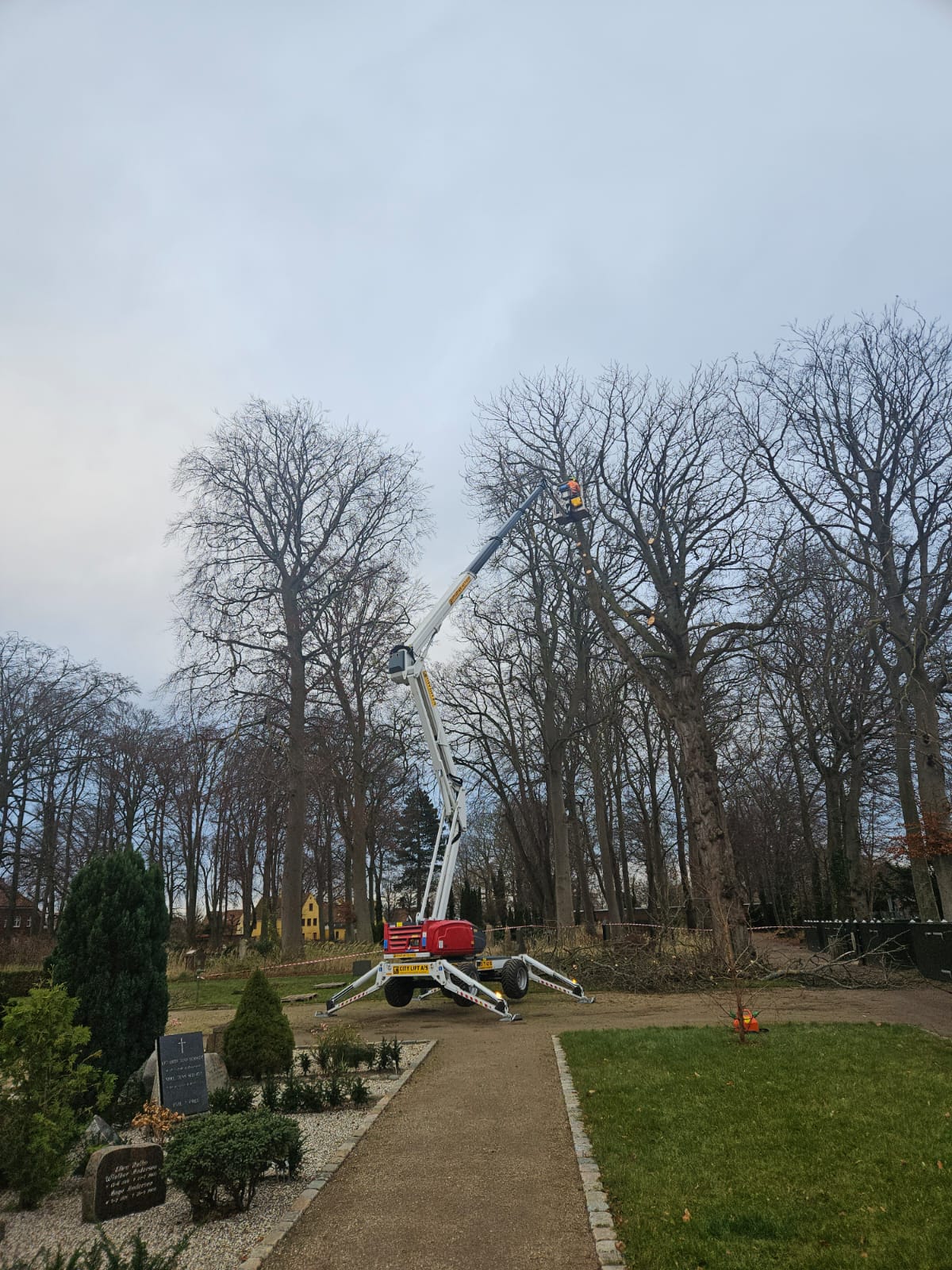 Træpleje Projekt 5