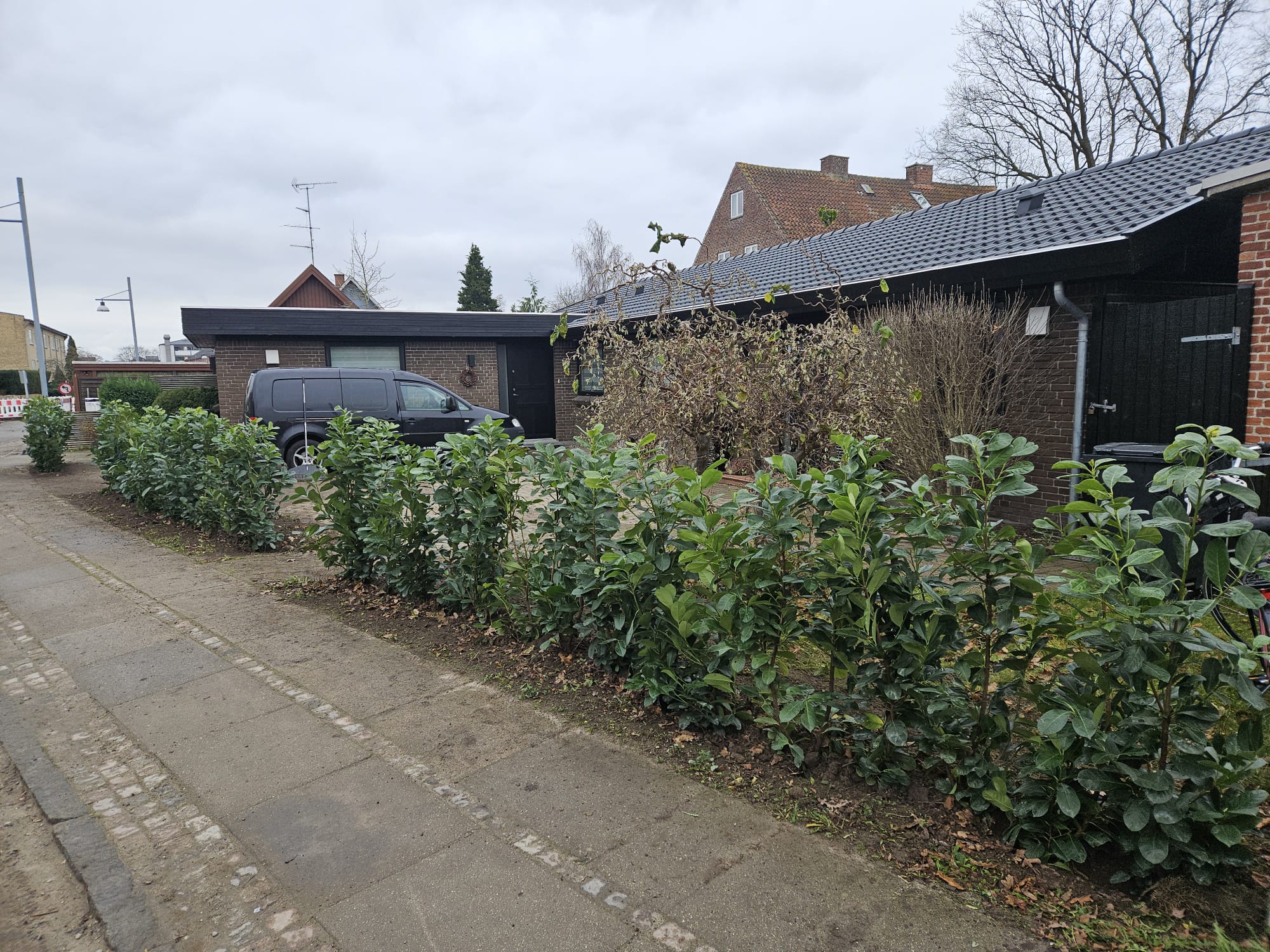 Træpleje Projekt 5